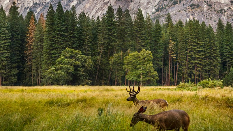 COP16 roundup: What is the future of nature financing?