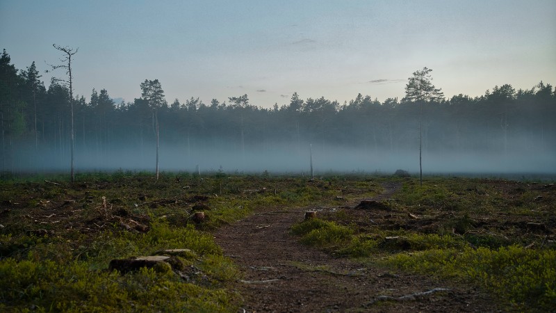 What the EU deforestation law delay means for fintech