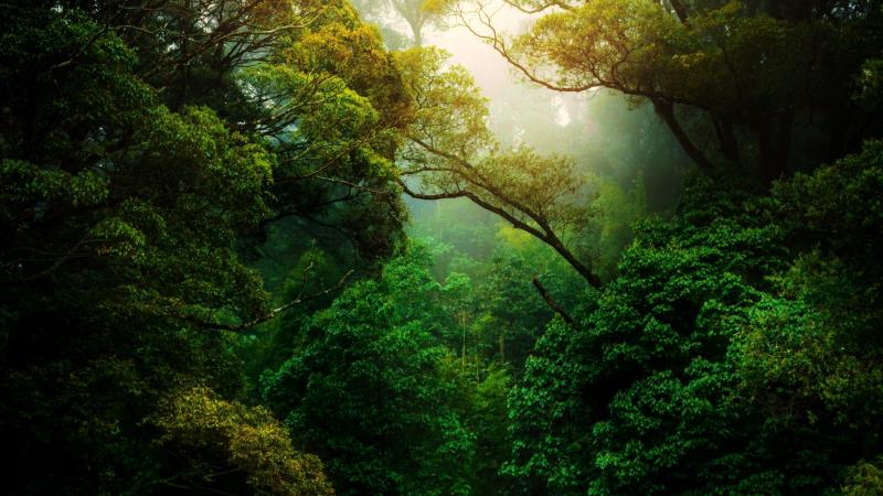 Standard Chartered launches due diligence startup for carbon markets